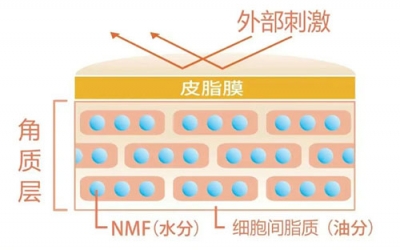 角質層的作用有哪些？